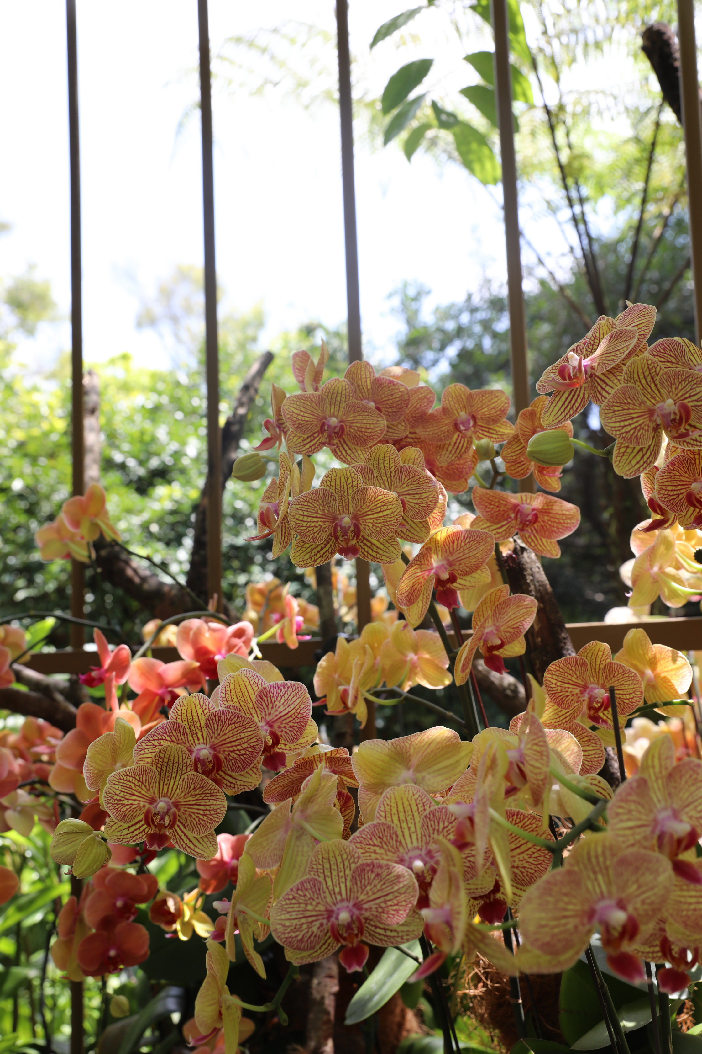 2020 02 03 13 24 48 Canon EOS 5D Mark IV 0014